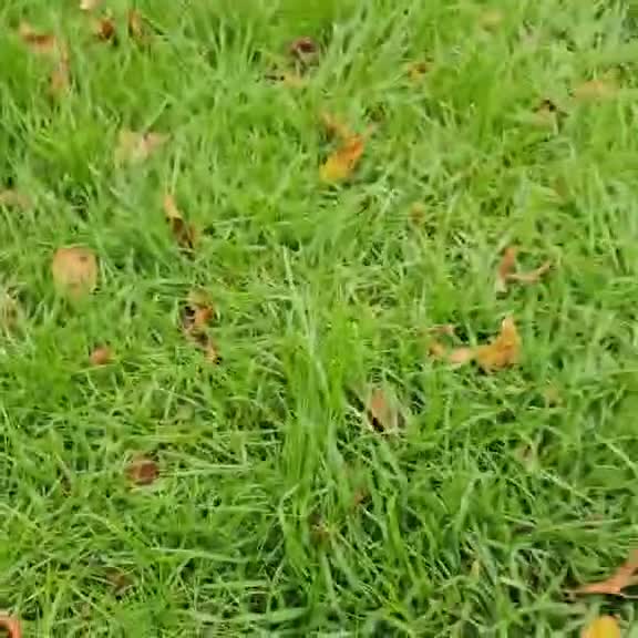 Mixed Breed dogs for sale: Dutch shepherd X pointer puppies  - Video 1