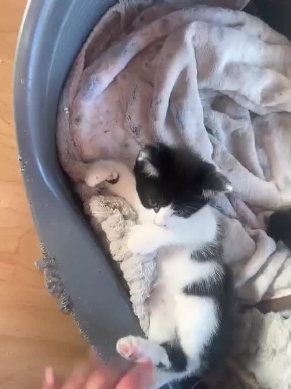 Mixed Breed cats for sale: LAST 3 FLUFFY BRIGHT EYES KITTENS!MUMS RAGDOLL - Video 3