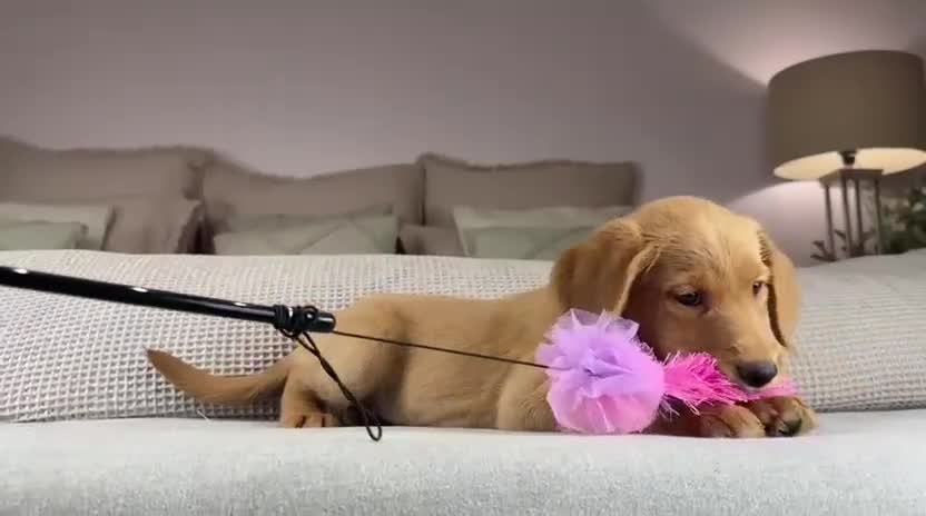 Goldendoodle dogs for sale: “OAKWELL RETRIEVERS” INSTAGRAM  - Video 4