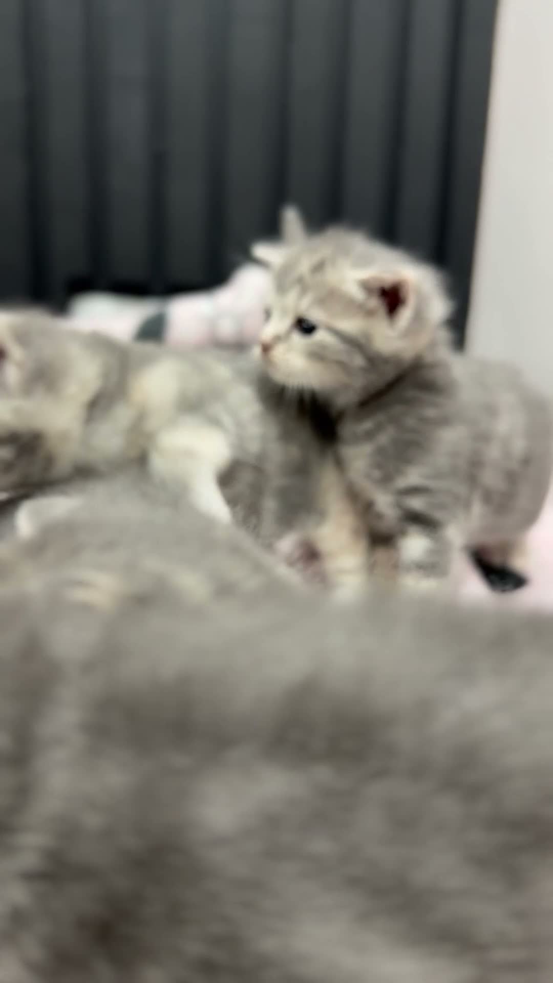 British Shorthair cats for sale: 🐾 Five Beautiful British Shorthair Kittens 💕 - Video 1