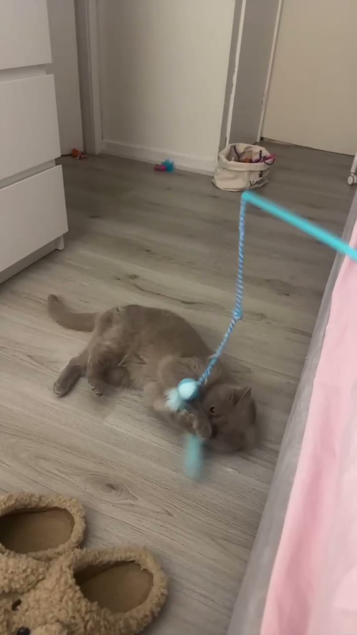 British Shorthair cats for sale: BSH girl  - Video 1