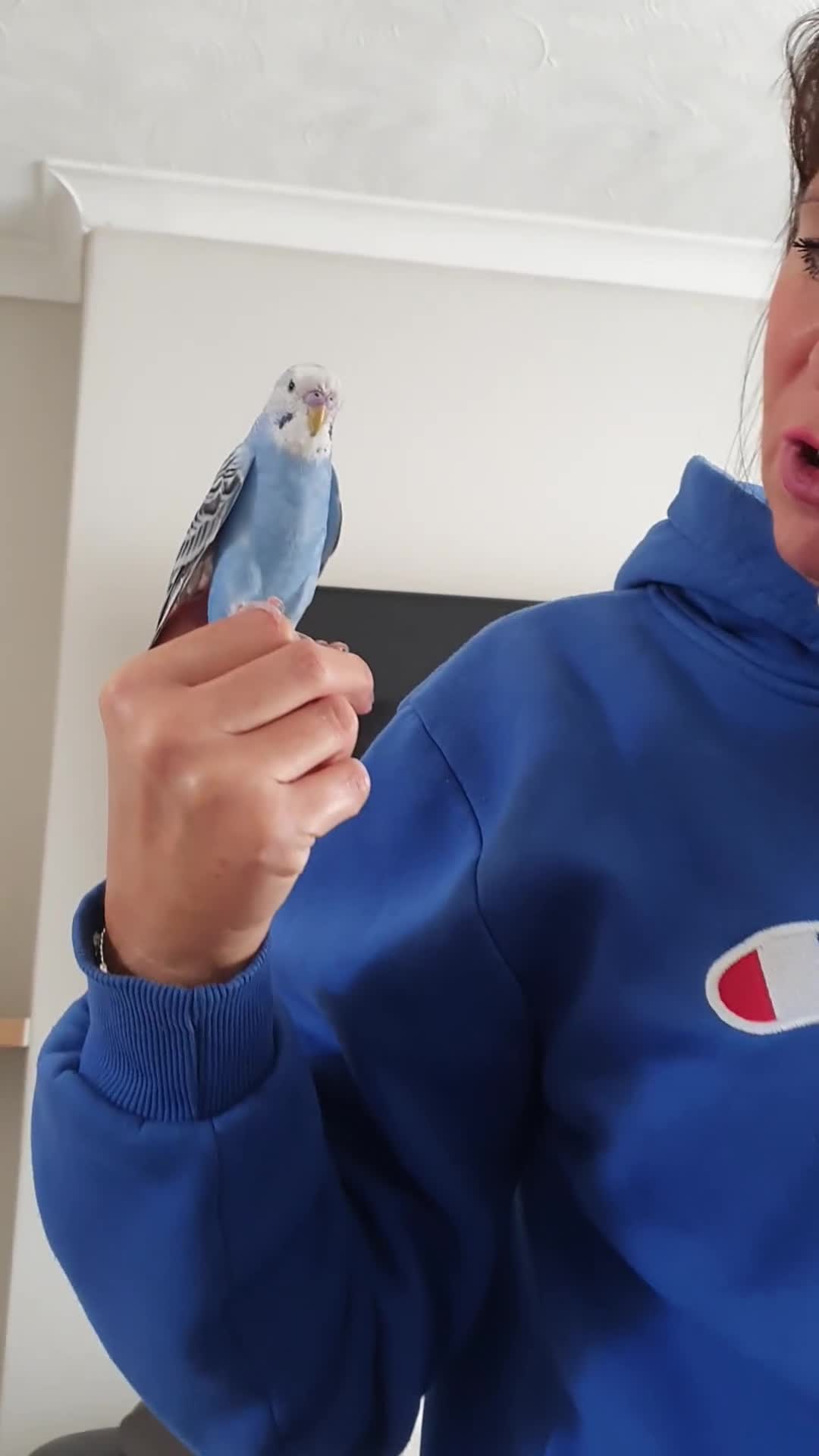 Budgerigars birds for sale: Hand tame baby blue  budgie  - Video 1