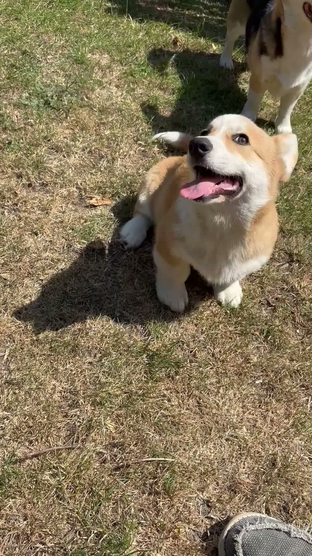 Welsh Corgi Pembroke dogs for sale: This is Saul, KC Reg, DNA Tested parents  - Video 1