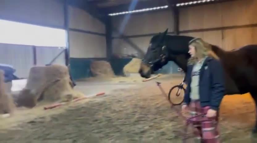 Connemara horses for sale: Confidence giver - Video 1