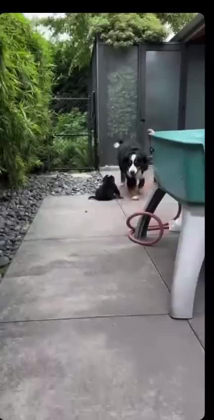 Bernese Mountain Dog dogs for sale: Kids Trained Bernese Puppies  in London - Video 2