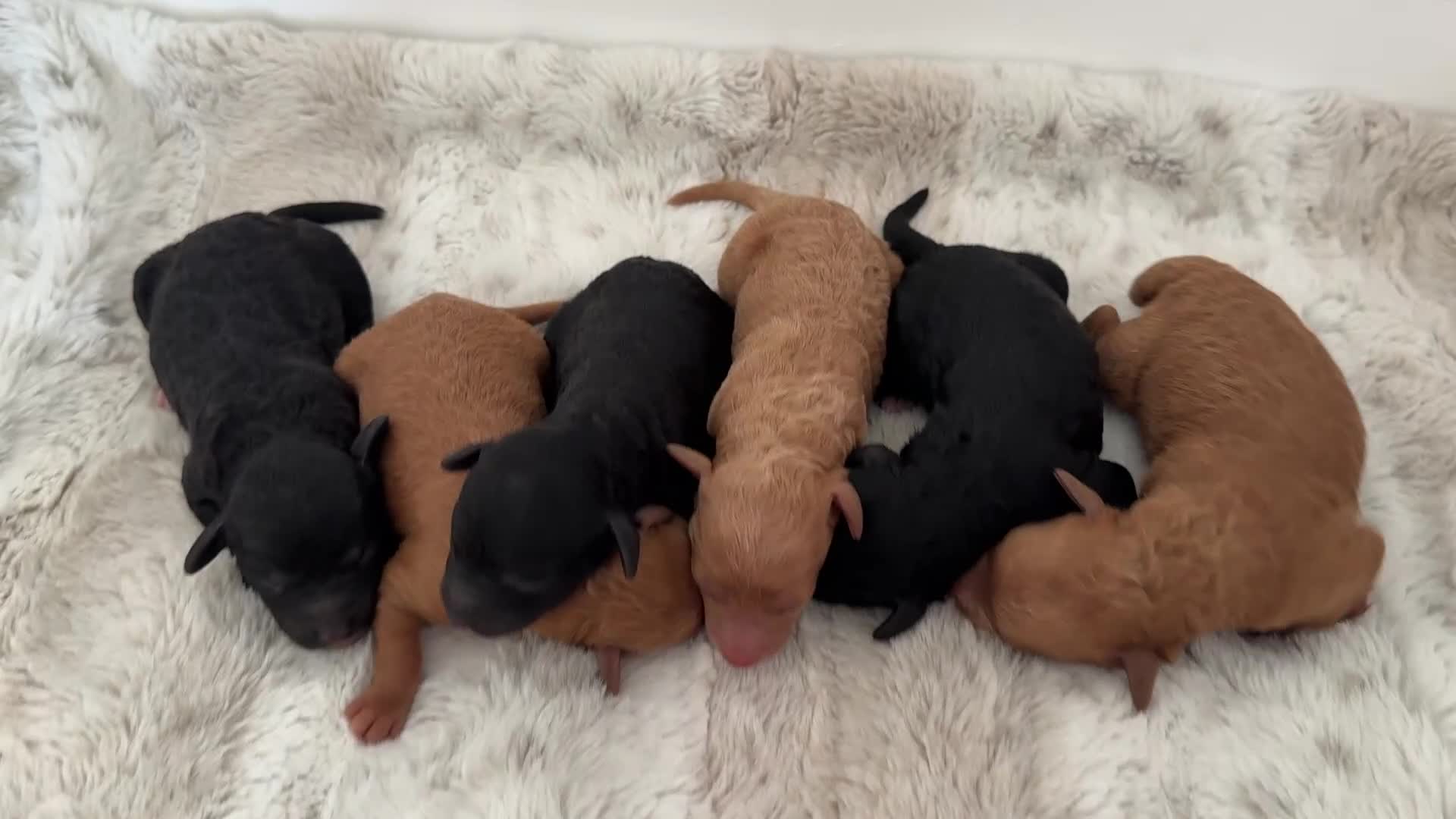 Miniature Poodle dogs for sale: ❤️‍🔥Stunning Kc miniature poodle❤️‍🔥 - Video 1