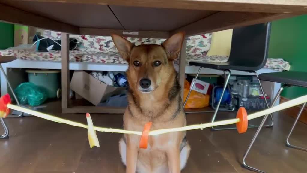 Mixed Breed dogs for adoption: ❤️ MINNIE-2-year-old low-medium girl  - Video 3