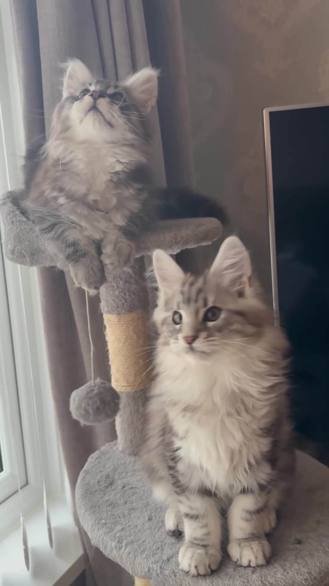 Maine Coon cats for sale: Ready to leave quality Maine coon kittens - Video 4