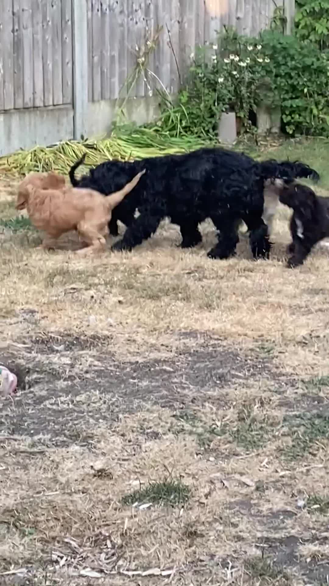 Cockapoo dogs for sale: Cockapoo pup one cuddly gentle male 9 weeks  - Video 1