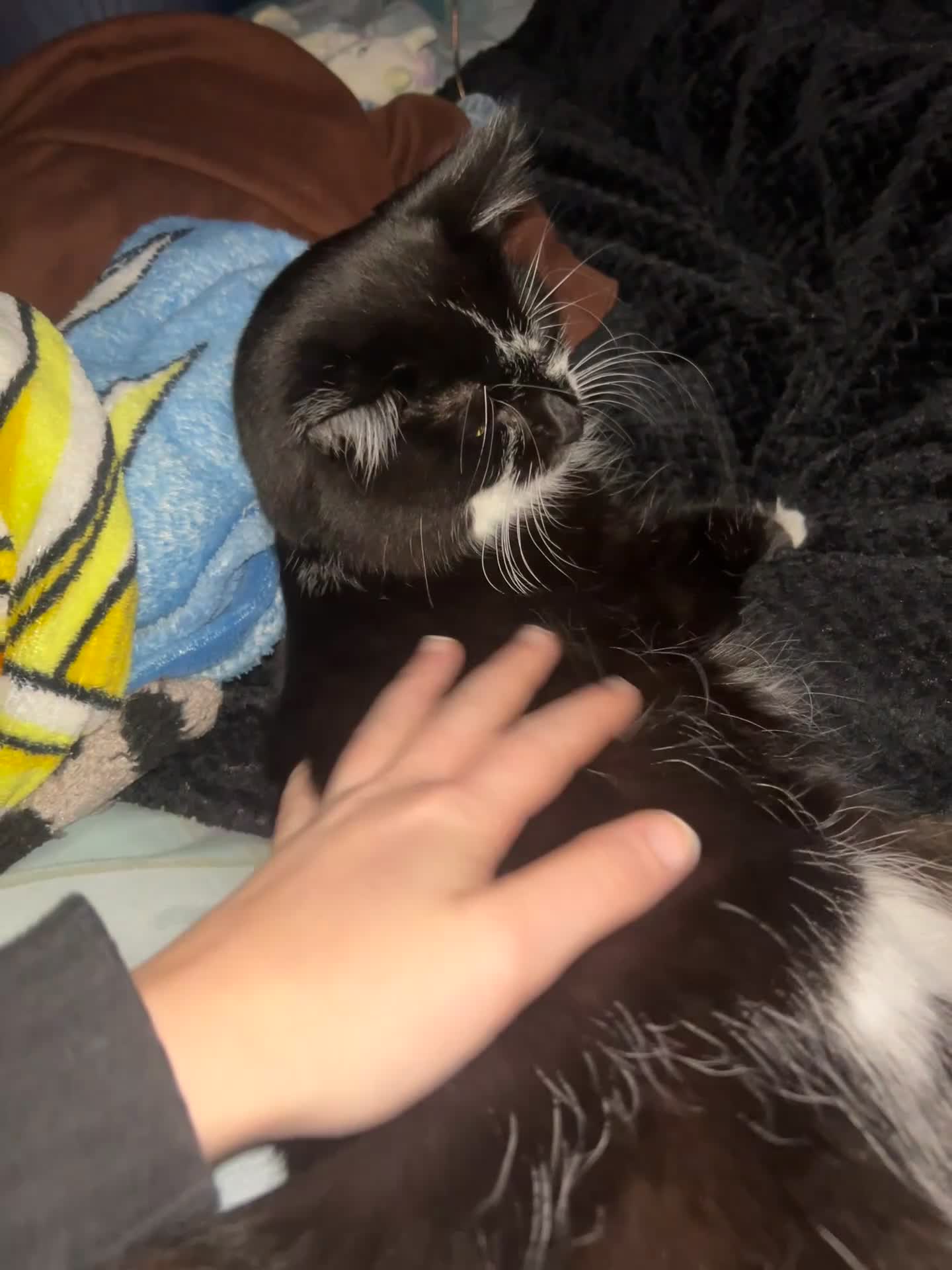 Mixed Breed cats for sale: Cat looking for loving home - Video 2