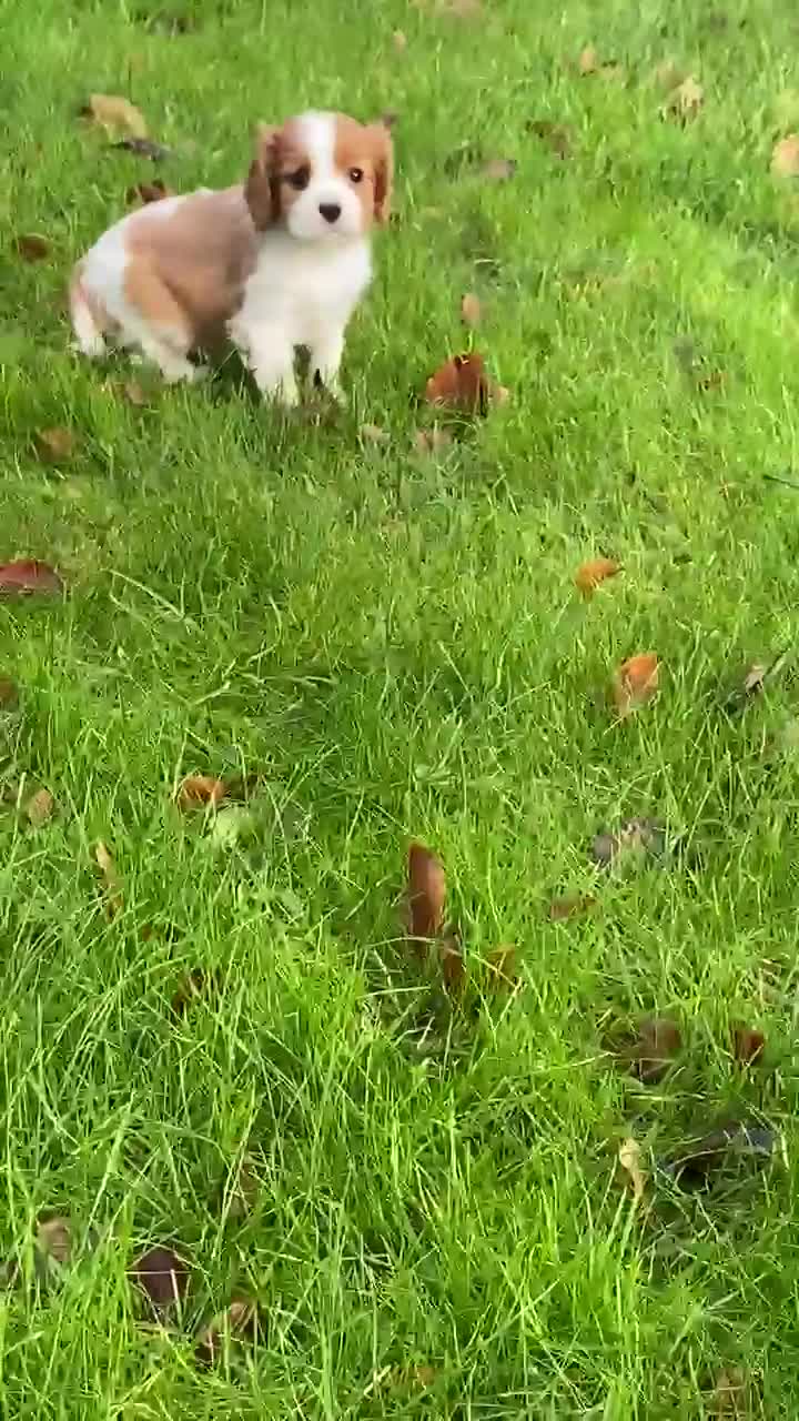 Cavalier King Charles Spaniel dogs for sale: 🐶🐶 Beautiful Cavalier King Charles Spaniel pupps - Video 3