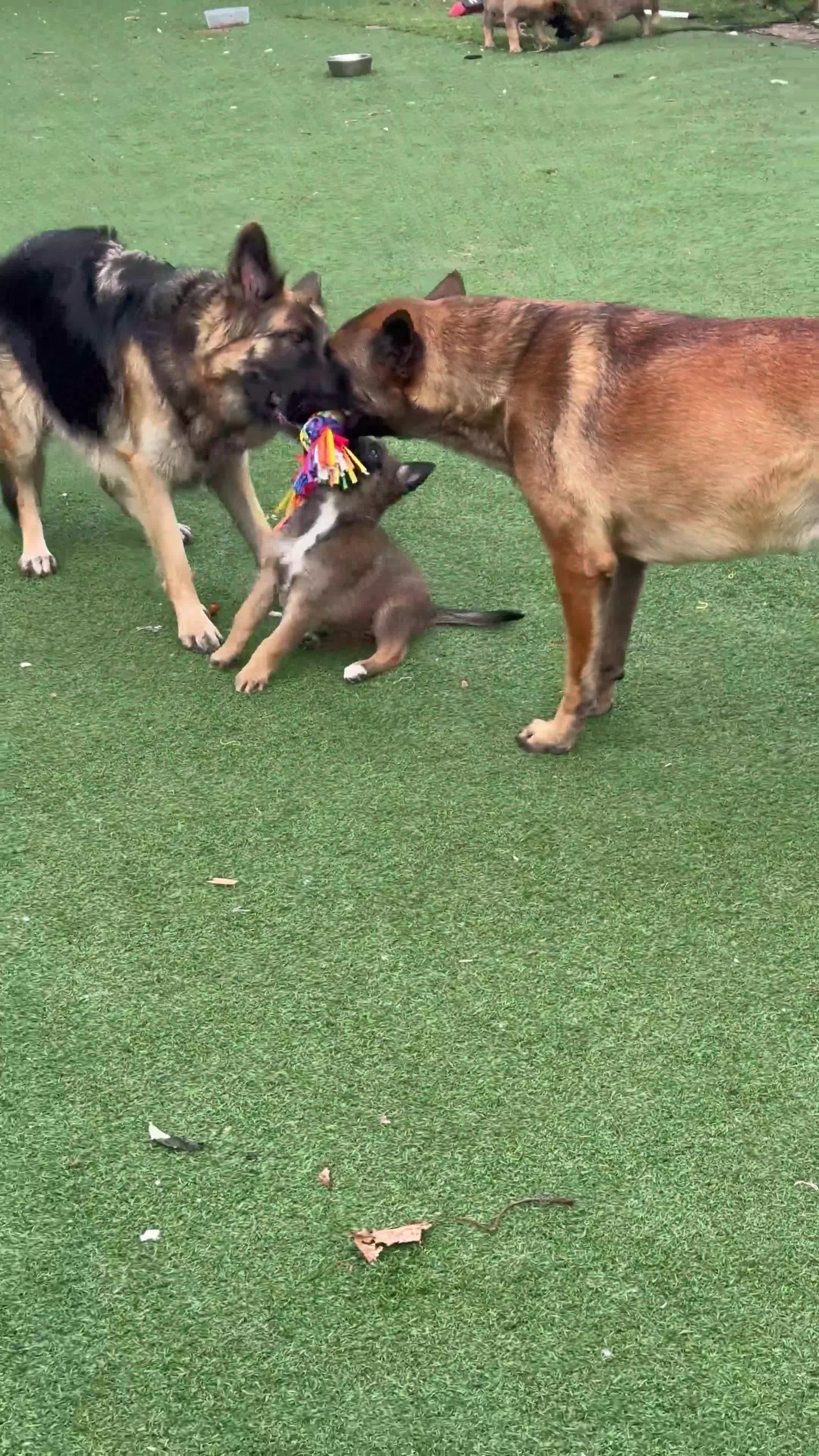 Mixed Breed dogs for sale: 7 German Shepherd & Belgian Malinois Puppies - Video 1