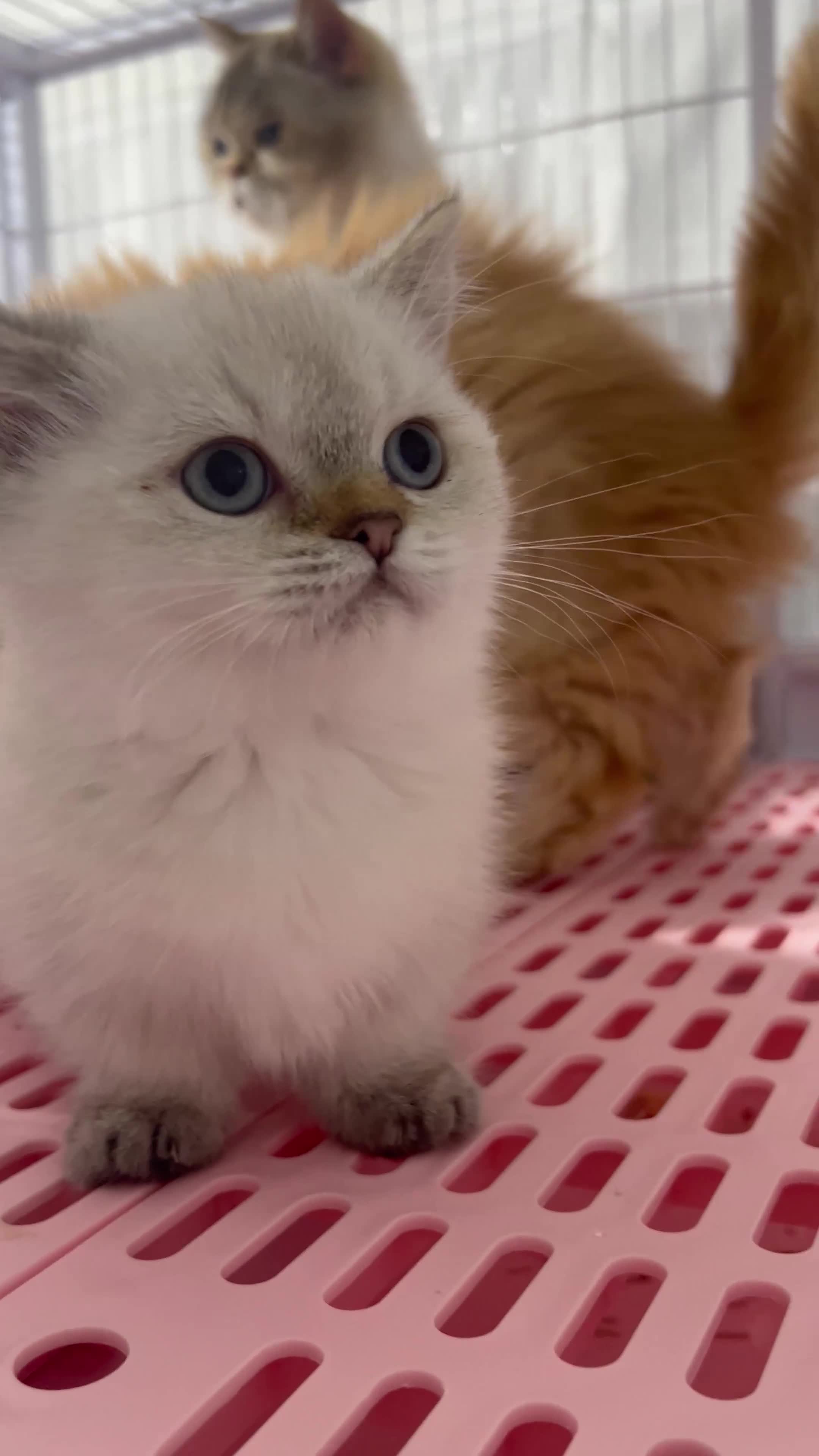 Napoleon cats for sale: Cute longhair long leg minuet - Video 2