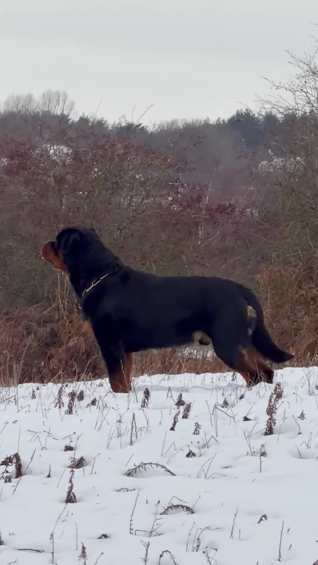 Rottweiler dogs for stud: BEAUTIFUL OLD TYPE BIG BONED ROTTIE! For stud in Mansfield - Video 4