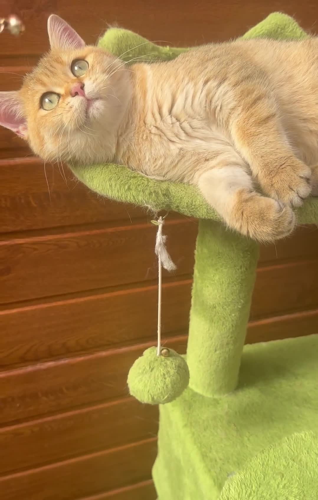 British Shorthair cats for sale: Last golden boy left 😻🌸🌼🌺 tica registered 😻 in Hayes - Video 2