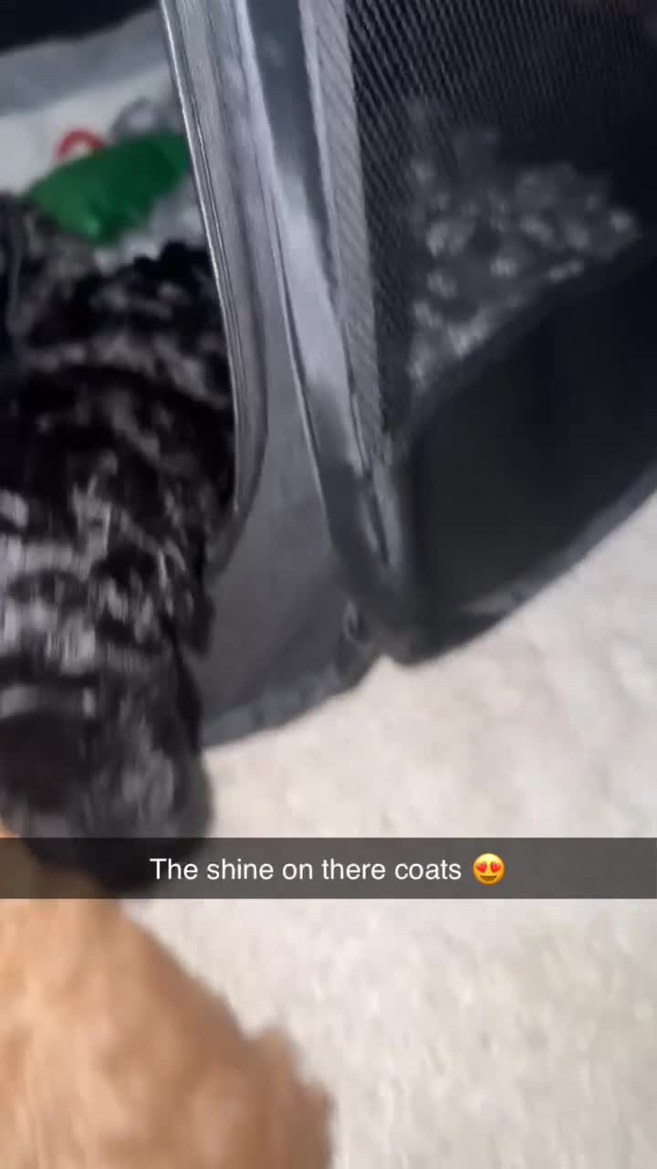 Cockapoo dogs for sale: Cockapoo puppy’s  - Video 1