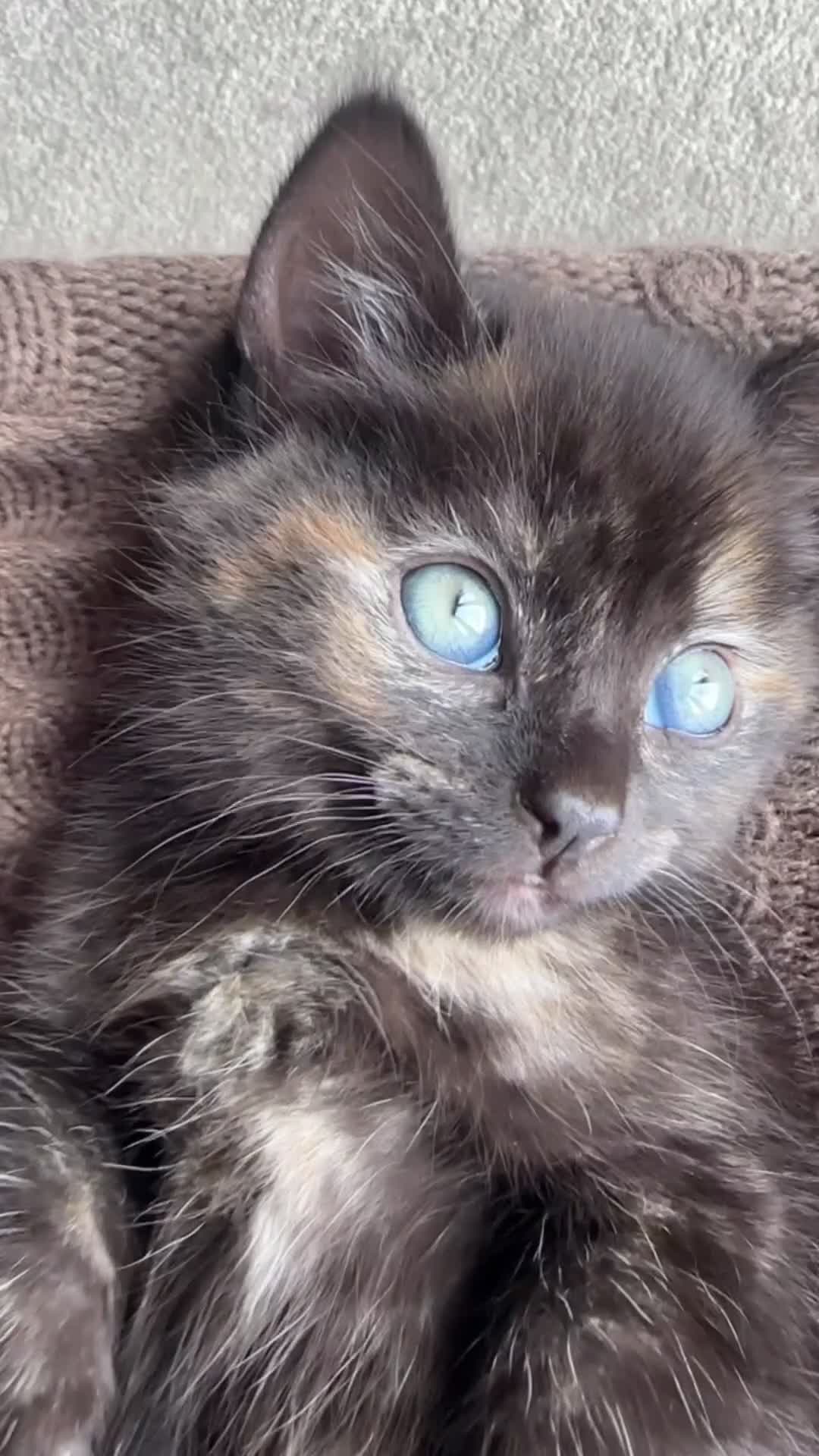 Mixed Breed cats for sale: Cute kittens - Video 1