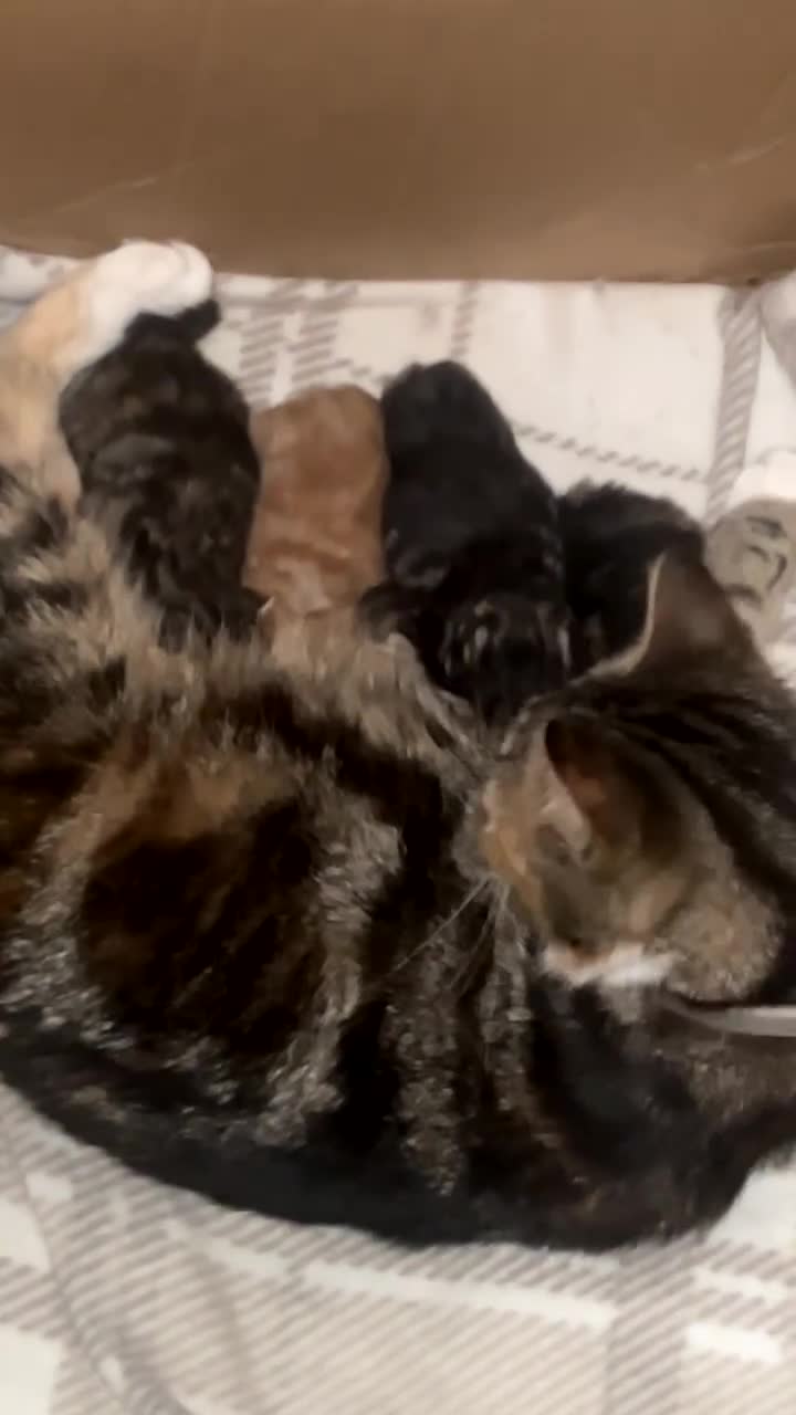 Mixed Breed cats for sale: kittens (caption) - Video 1