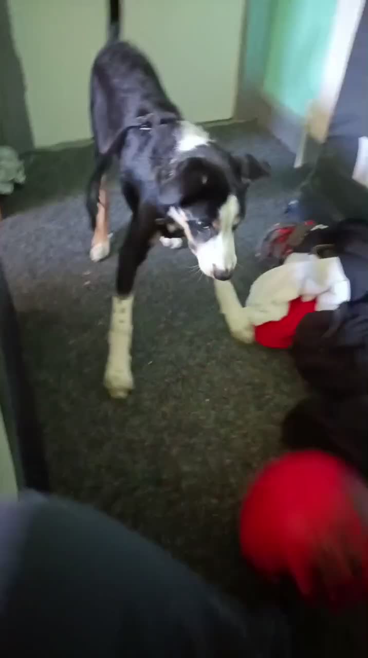 Border Collie dogs for sale: 20 WEEK BORDER COLLIE PUPPY BUDDY - Video 1