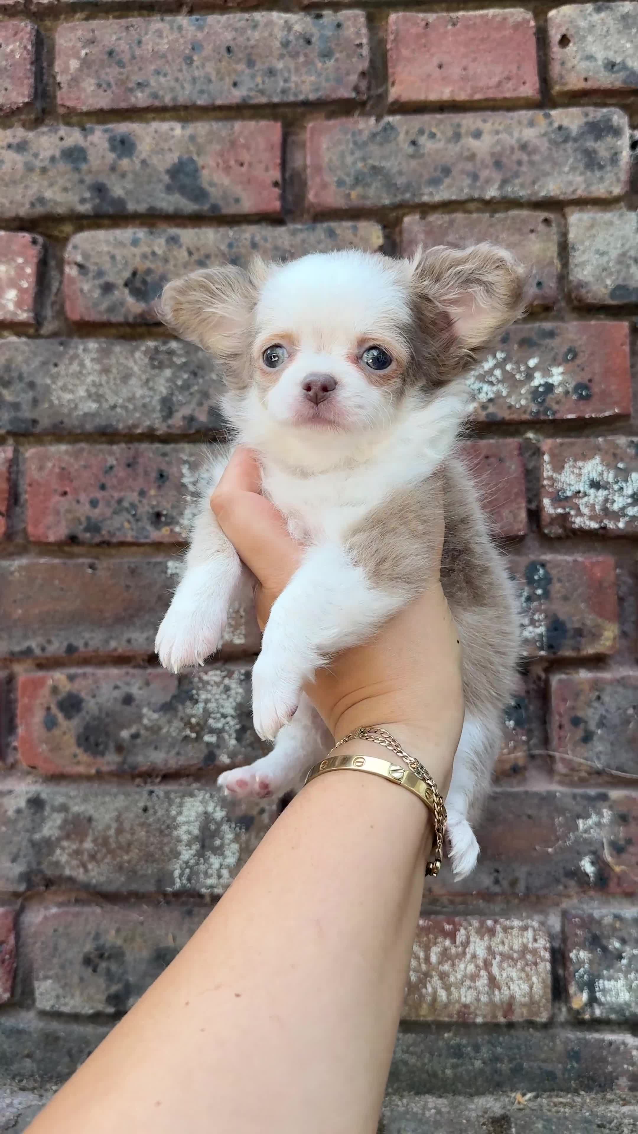 Chihuahua dogs for sale: **PRICE REDUCTION** 🐾🩶 READY TO GO LAST TINY BOY - Video 2
