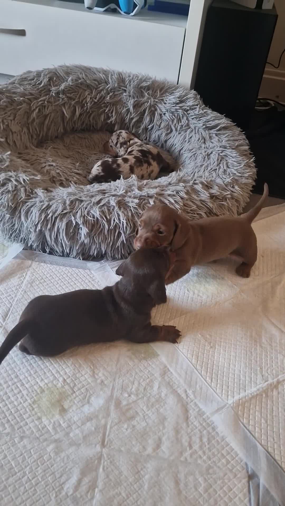 Miniature Dachshund dogs for sale: Agata Szymczak - Video 1