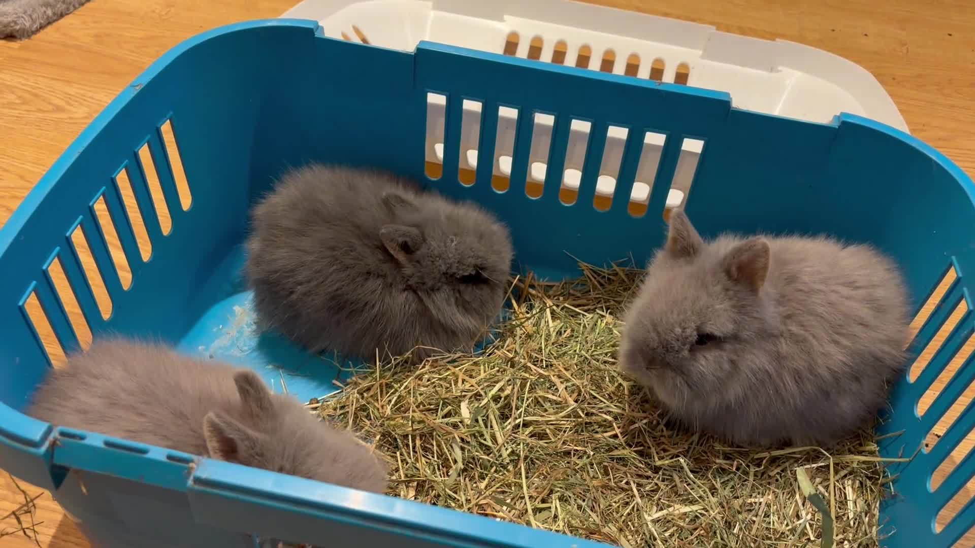 Lionhead rabbits for sale: Double mane lion head baby’s for sale  - Video 2