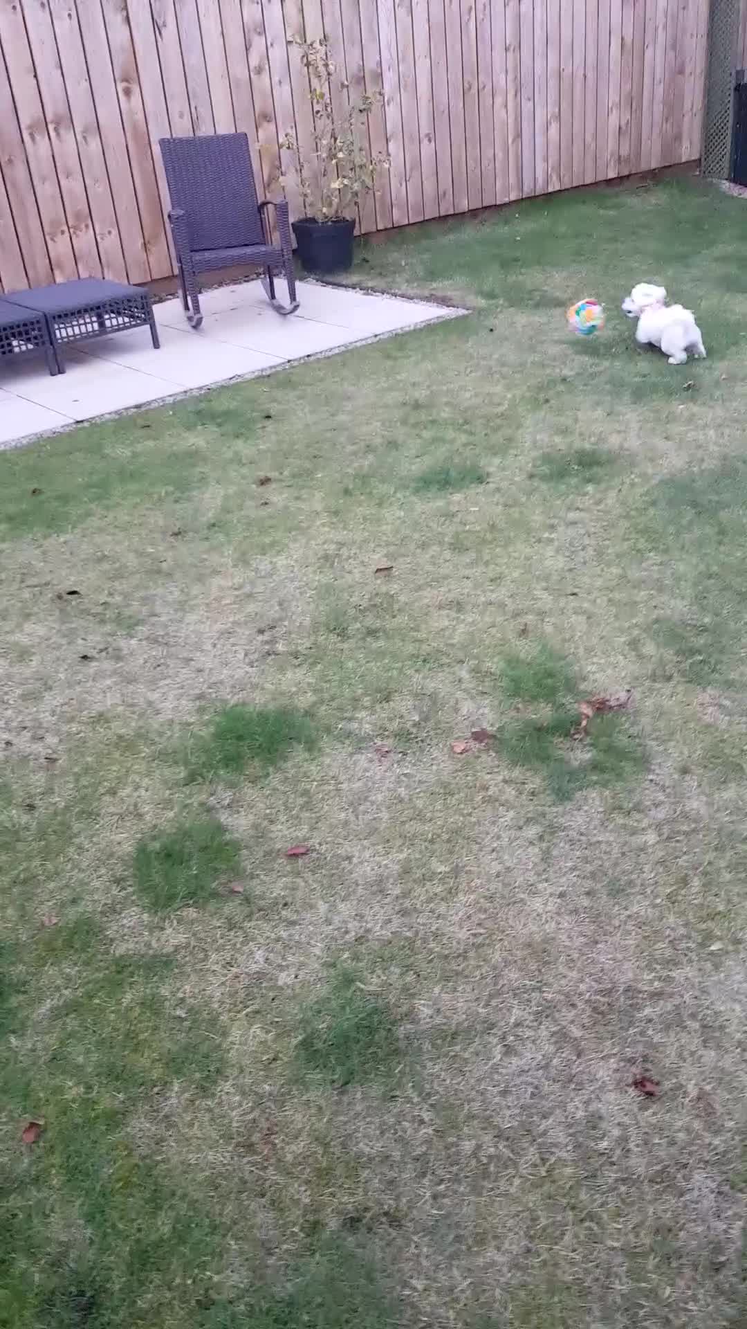 Maltese dogs for sale: MALTESE GIRL - Video 1