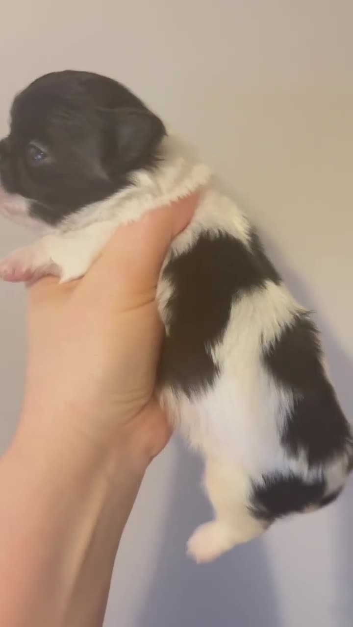 Chihuahua dogs for sale: Chihuahua  - Video 2