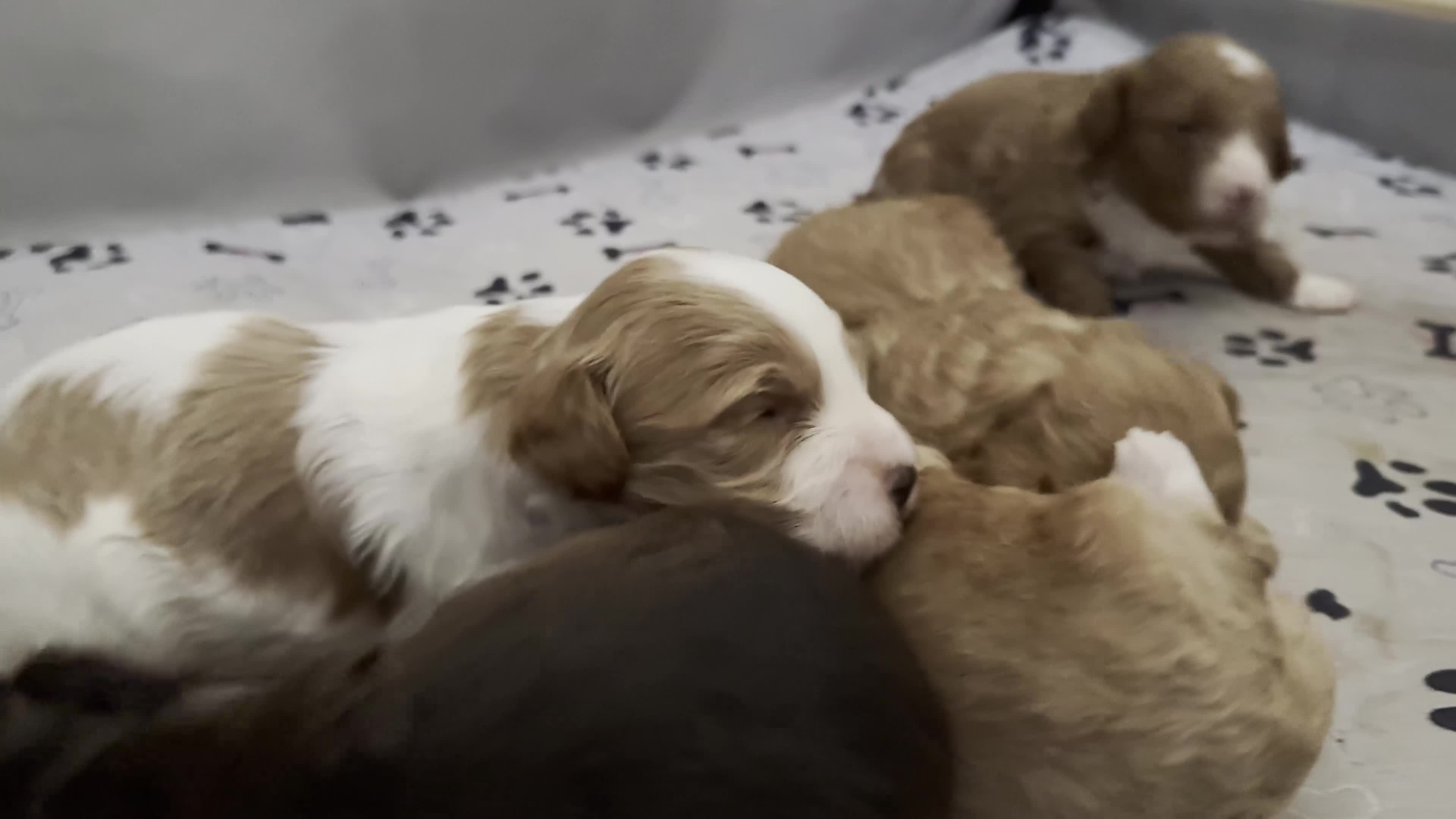 Cockapoo dogs for sale: Toy Poodle x Cockerpoo Puppies - Video 1