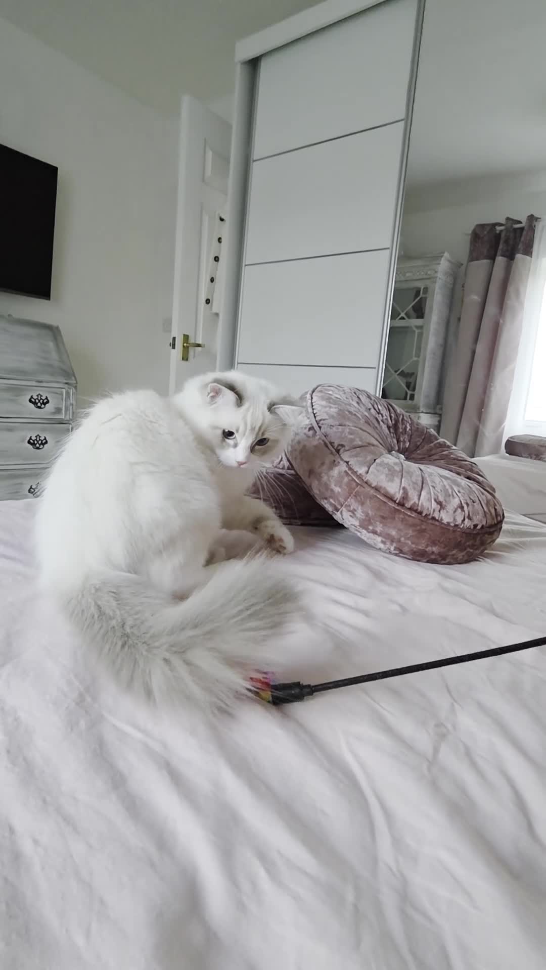 Ragdoll cats for sale: Ragdoll kittens are looking for forever home  - Video 4