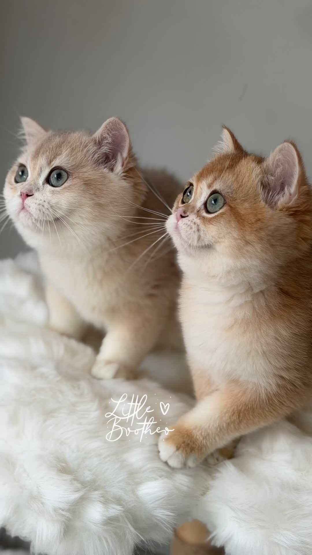 British Shorthair cats for sale: Luxury British Shorthair Lilac kitten - Video 1