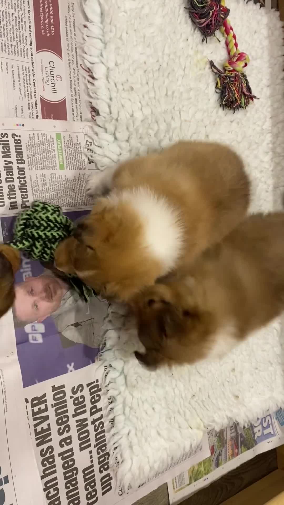 Shetland Sheepdog dogs for sale: Shetland sheepdog  in Henley-on-Thames - Video 3