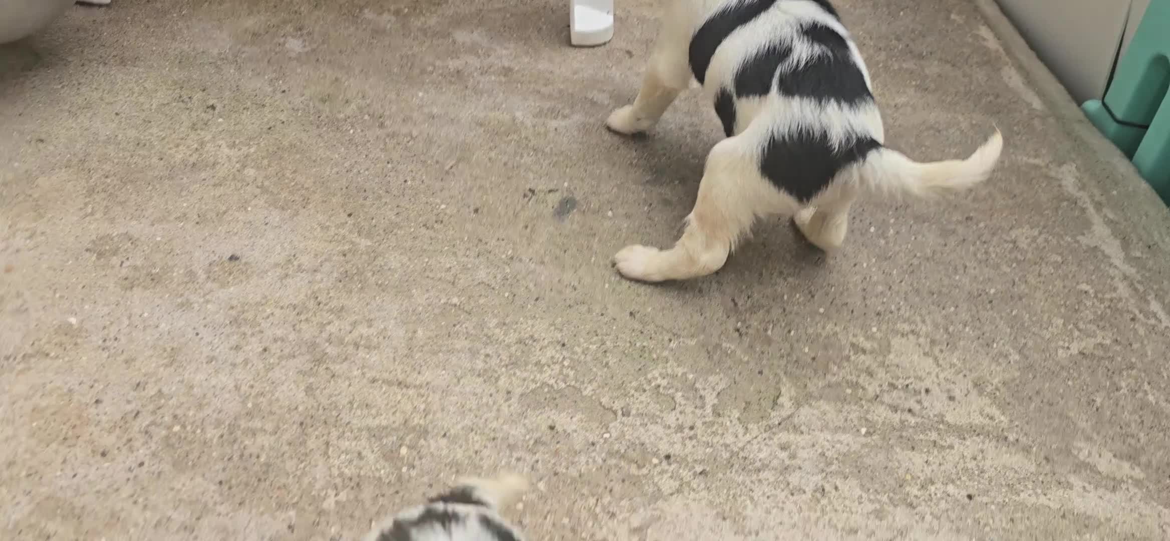 English Springer Spaniel dogs for sale: ⭐️ Ready Stunning KC DNA Vetted, home Ess Pups ⭐️ - Video 2