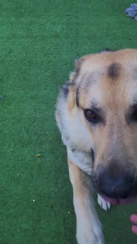 German Shepherd dogs for stud: Stud  - Video 1