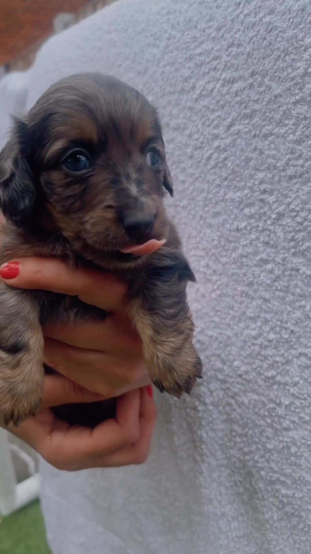 Miniature Dachshund dogs for sale: Stunning miniature Daschund litter kc reg  - Video 1