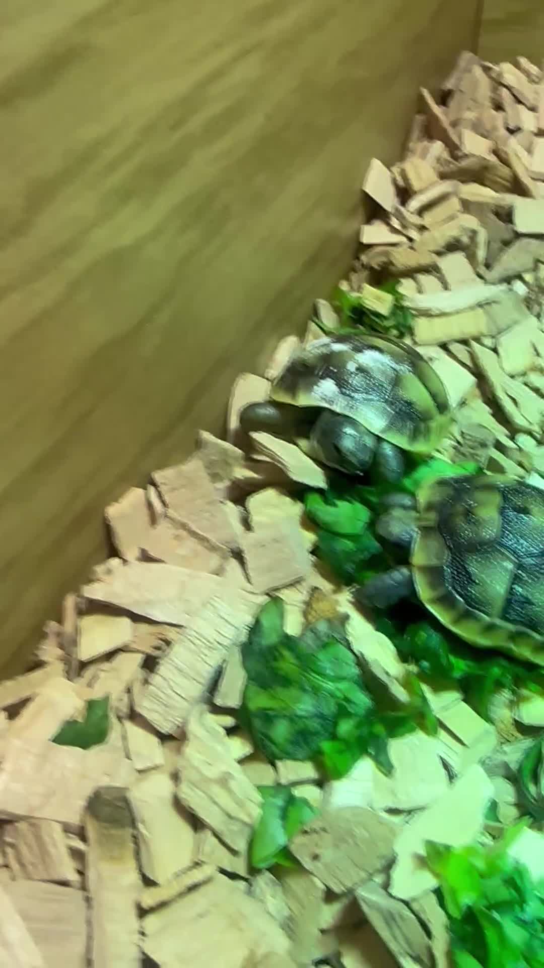 Tortoise reptiles for sale: Baby Spur thigh tortoises  - Video 3
