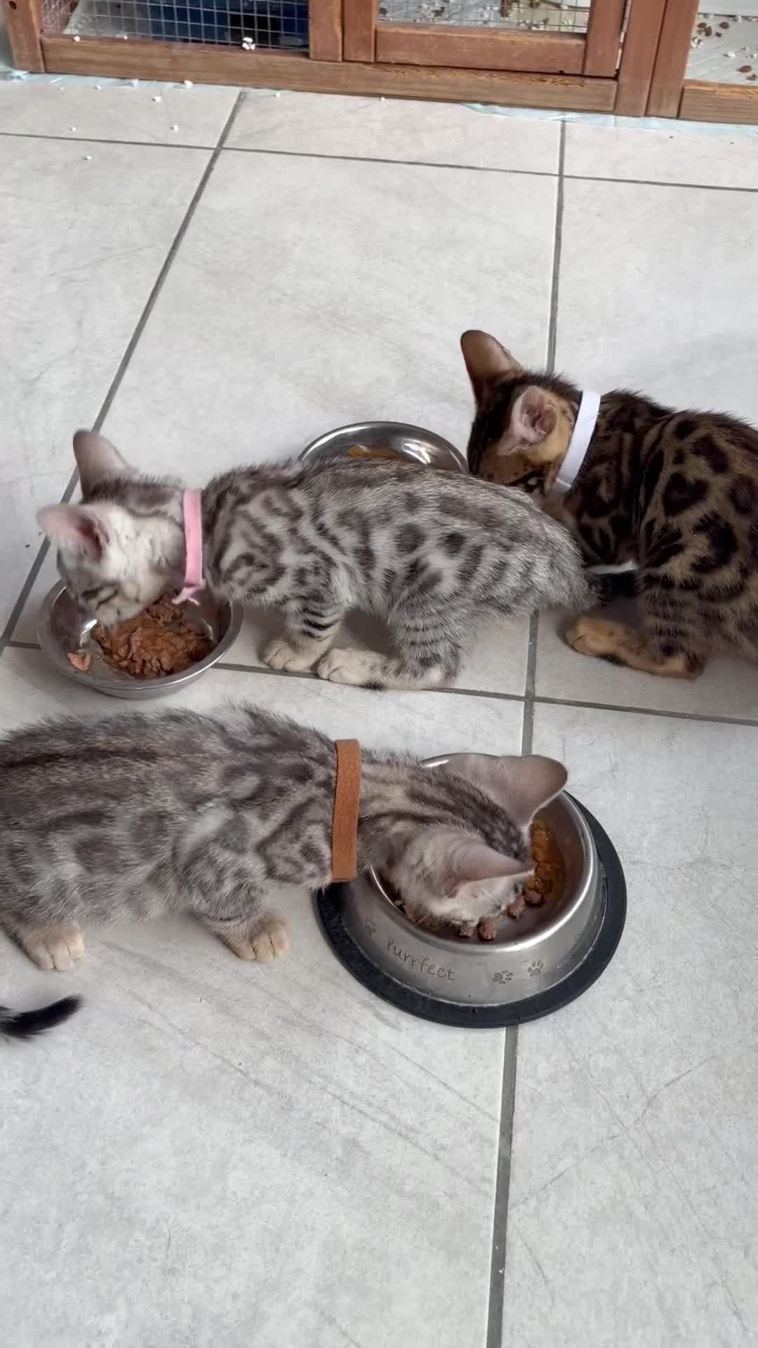 Bengal cats for sale: Quality kittens Bengal for sale in Harrow - Video 1