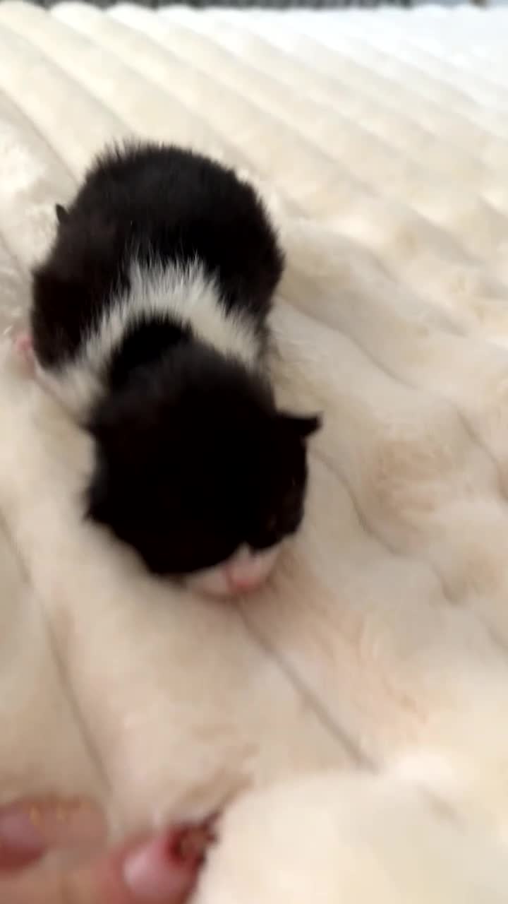 British Longhair cats for sale: kittens (ready september)  - Video 3