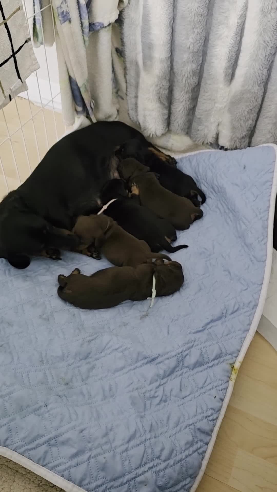 Miniature Dachshund dogs for sale: Mini dachshund puppies 🐶  - Video 2