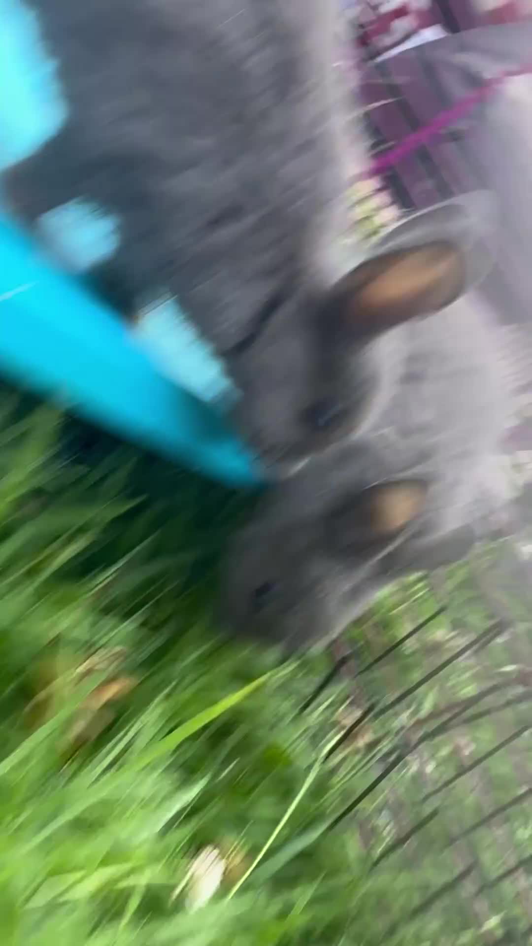 Netherland Dwarf rabbits for sale: Adorable Baby Netherland Dwarf Rabbits - Video 1