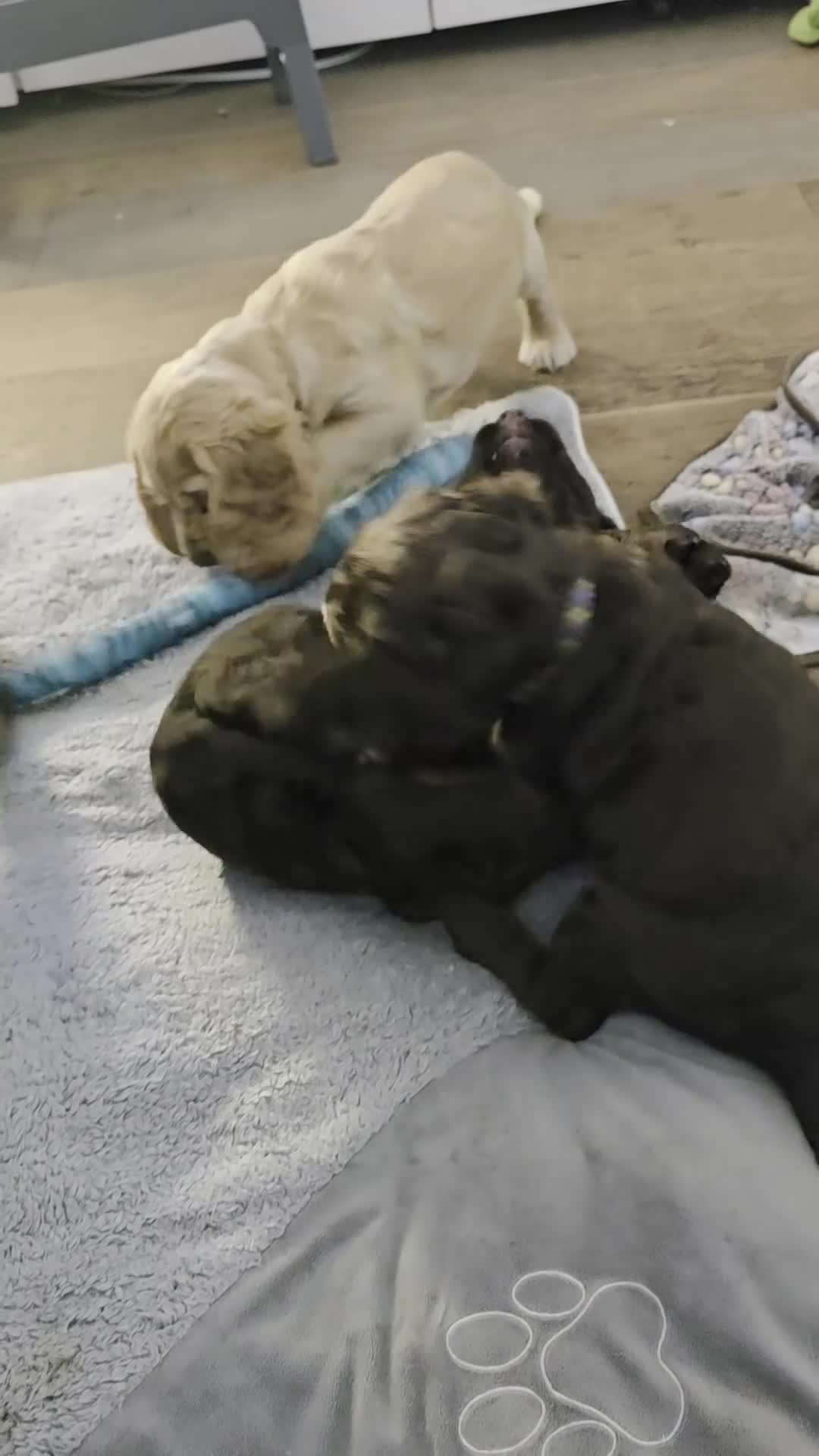Cocker Spaniel dogs for sale: KC Reg Working Cocker Spaniel Pups ** 1 Boy Left** - Video 1
