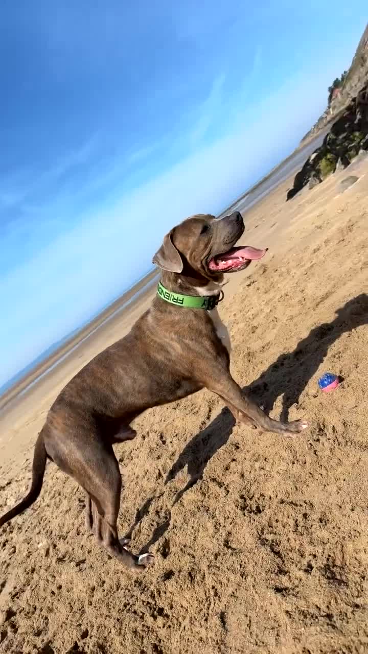 American Bulldog dogs for sale: America bulldog looking for a loving home! - Video 1