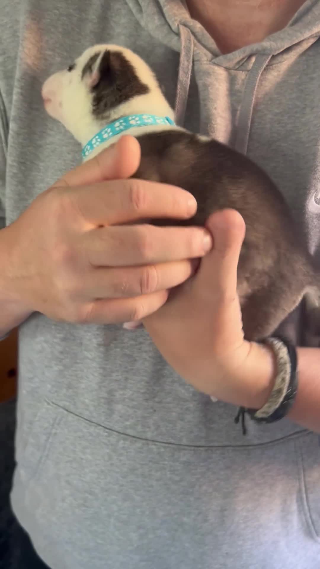 Siberian Husky dogs for sale: Rare piebald husky puppies have now arrived  - Video 3