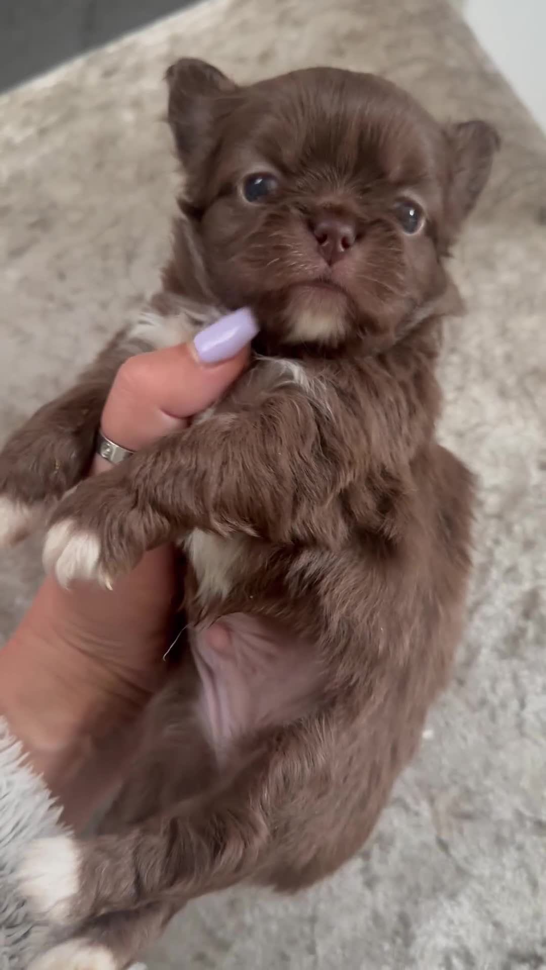 Chihuahua dogs for sale: Stunning Thai lines chocolate male  - Video 1