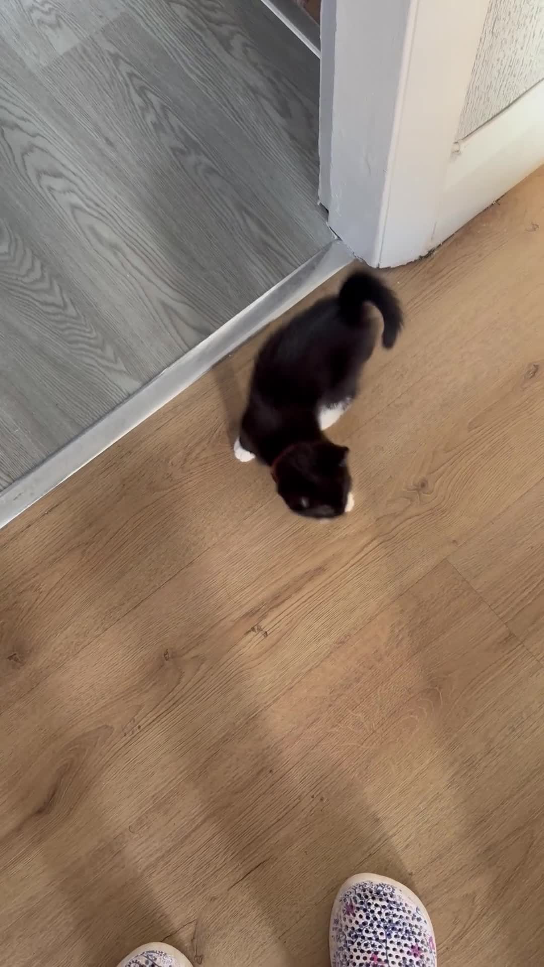 Mixed Breed cats for sale: Adorable Kitten Looking for a Loving Home! 🐾 - Video 2