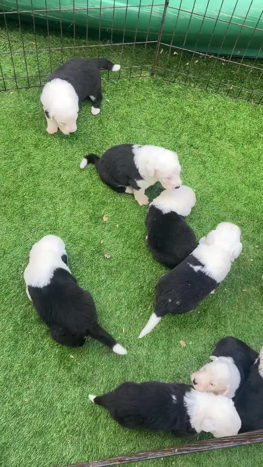Old English Sheepdog dogs for sale: Kc Registered Old English Sheepdogs  - Video 1