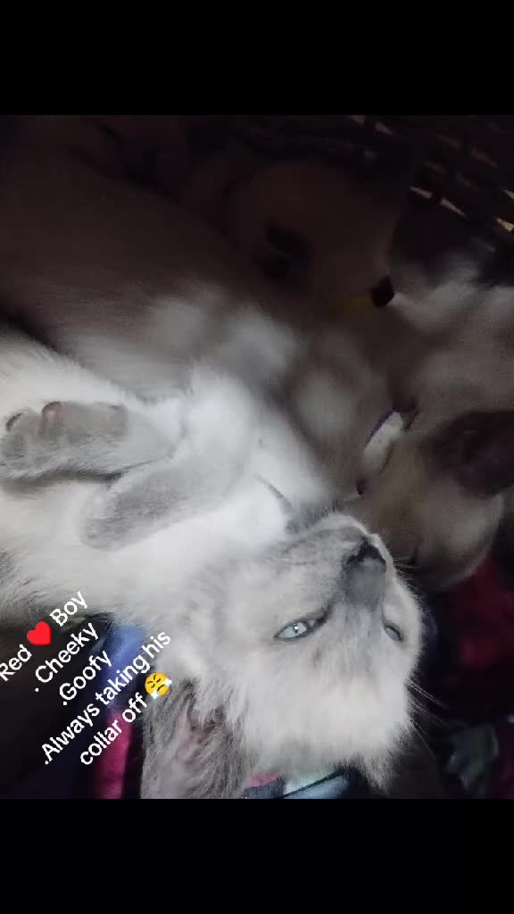 Siamese cats for sale: Absolutely Exceptional  - Video 3