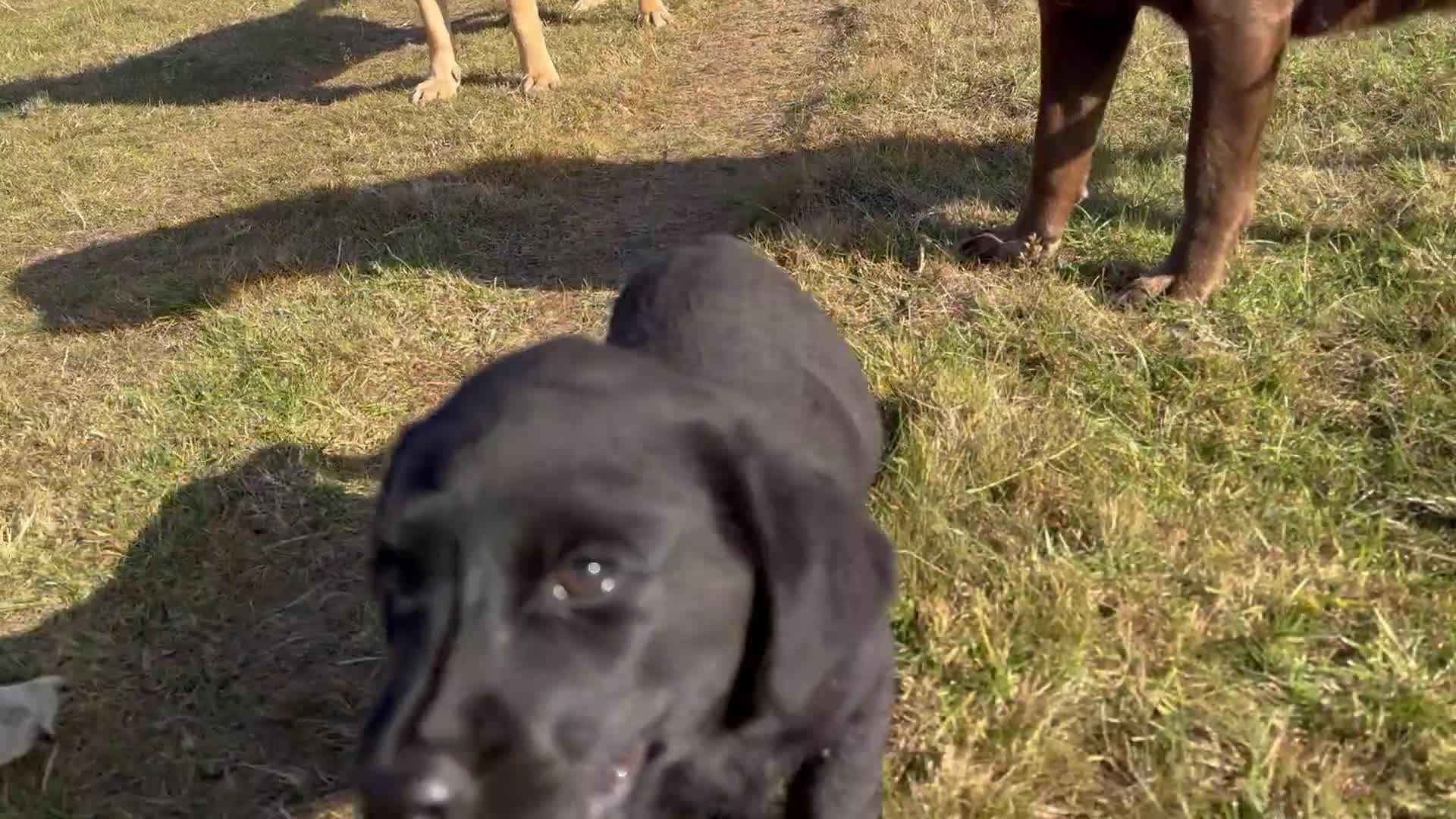 Labrador Retriever dogs for sale: Chunky black little man ready now  - Video 1