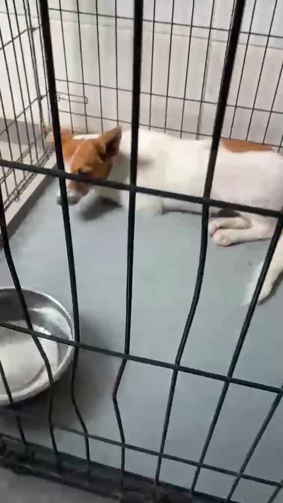 Mixed Breed dogs for adoption: Mirabel, 5 months approx. Available for adoption. - Video 5