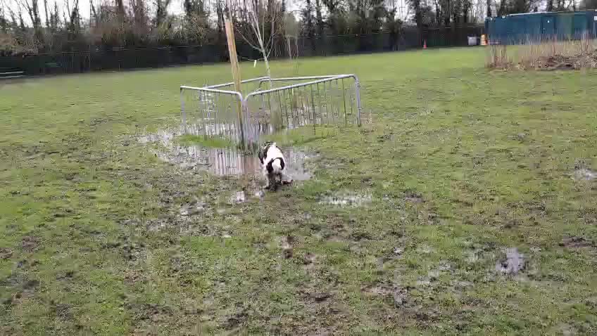 English Springer Spaniel dogs for adoption: 💙Tommy💙 2 yo Affectionate Lively Friendly boy in Gainsborough - Video 1
